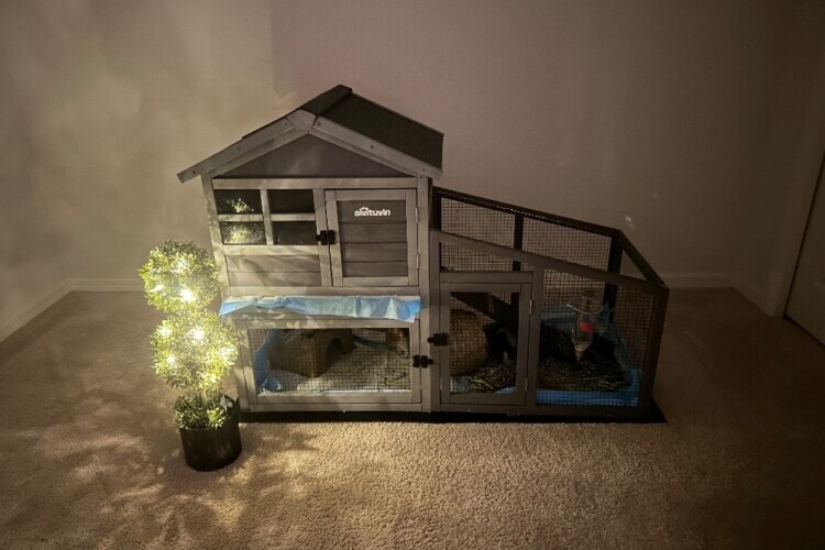 Female guinea pig’s home