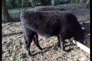 Steers for sale