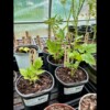 Blueberry tomato starter plants