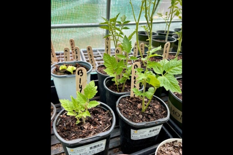 Blueberry tomato starter plants