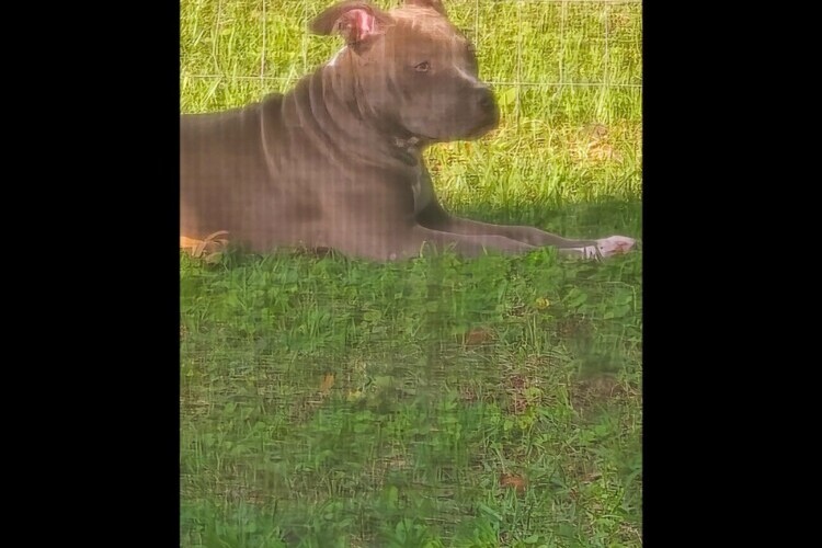 American bully