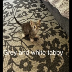 Kitten Grey Tabby