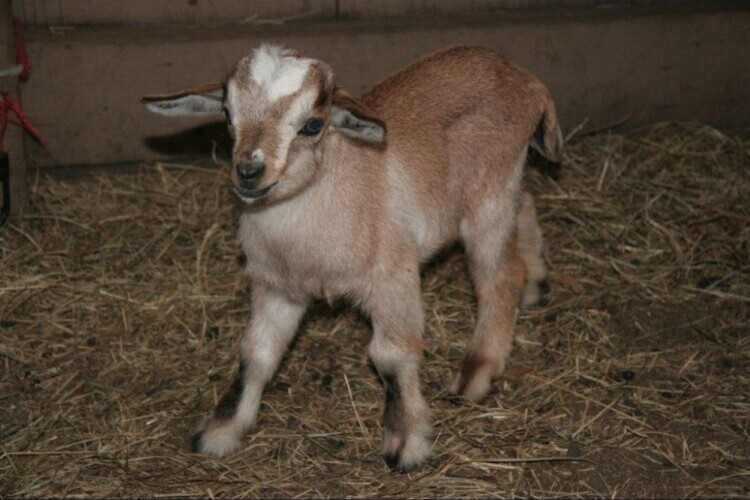 BABY GOATS FOR SALE