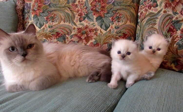 Lynx Point Blue Point Himalayan For Sale Tortie Point Himalayan