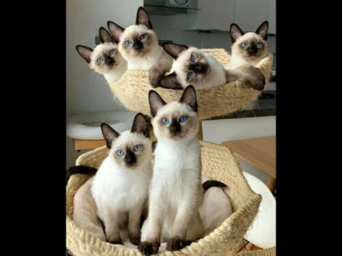siamese