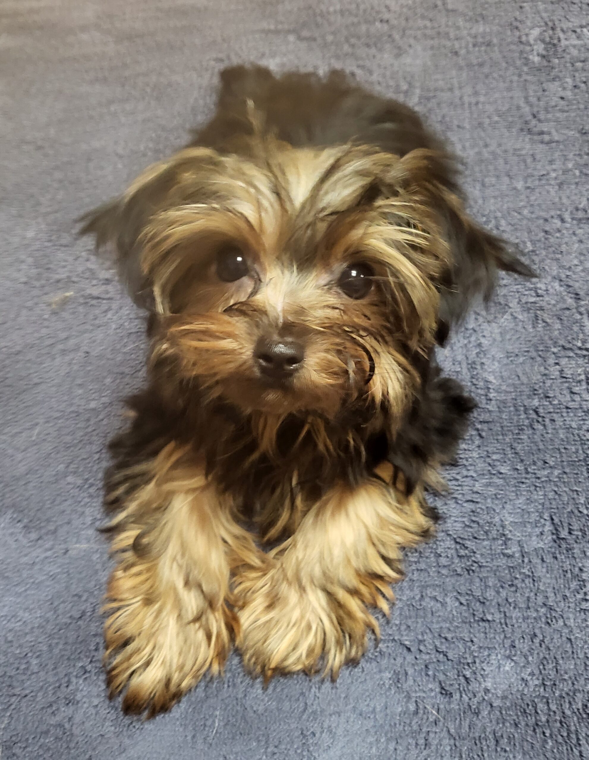 Long hair yorkie wholesale for sale