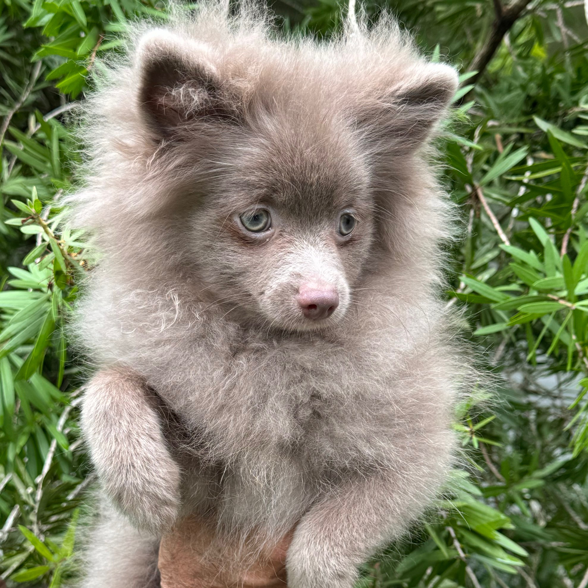 AKC Registered Pomeranian Puppies for Sale Ocala4Sale Buy & Sell in