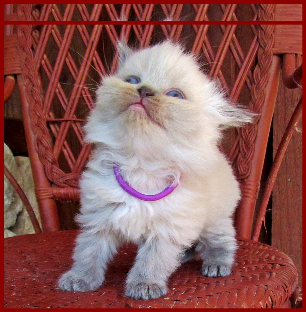 Himalayan Kitten Litter Ocala4Sale Buy & Sell in Ocala, FL