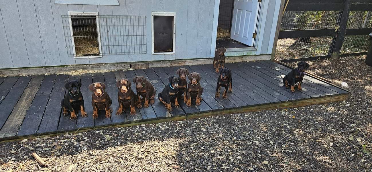 Doberman Puppies Ocala4Sale Buy & Sell in Ocala, FL