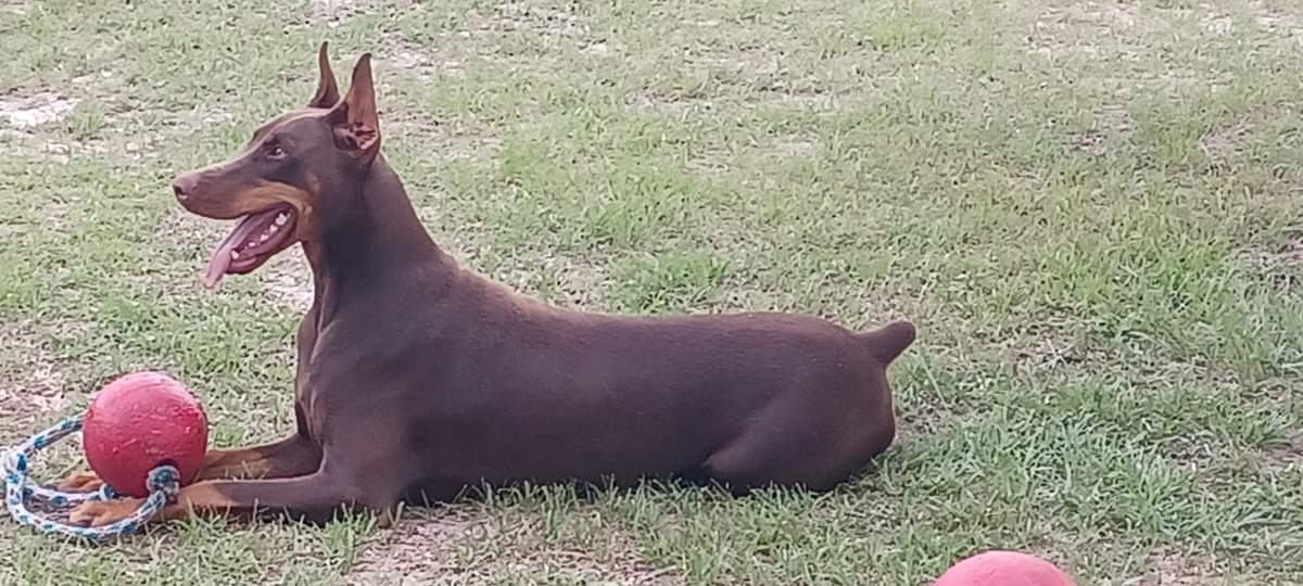 Doberman Puppies Ocala4Sale Buy & Sell in Ocala, FL