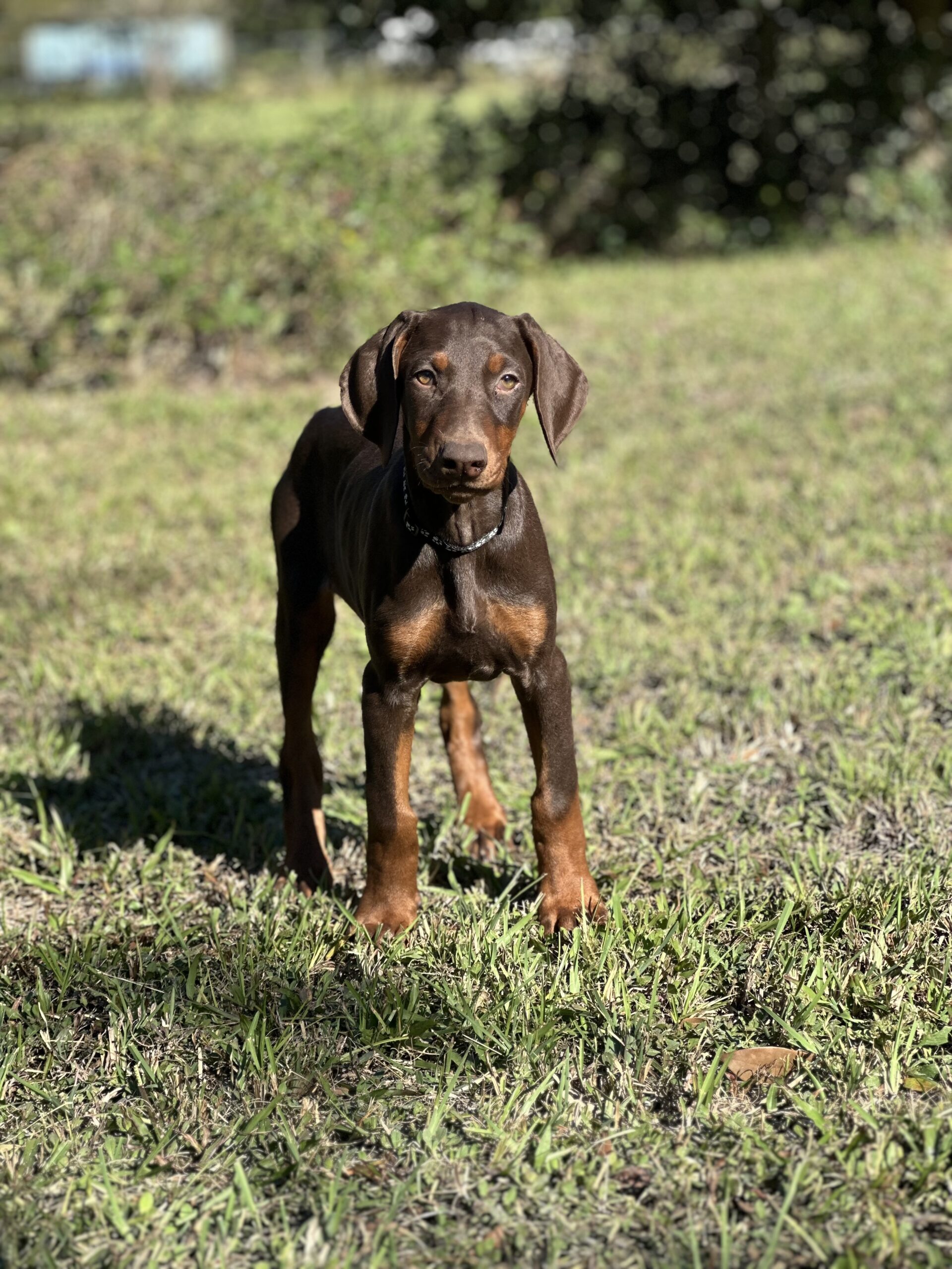 CKC Doberman Puppies Ocala4Sale Buy & Sell in Ocala, FL