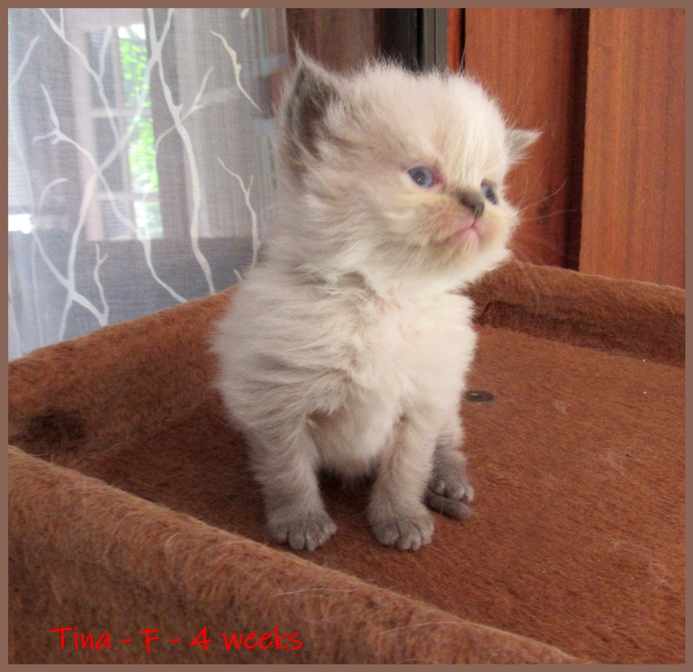 Himalayan Kitten Litter Ocala4Sale Buy & Sell in Ocala, FL