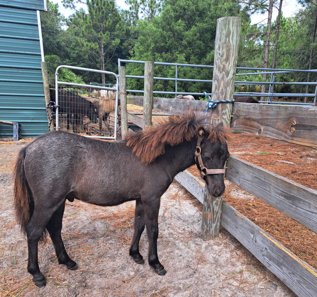 Miniature horse Ocala4Sale Buy & Sell in Ocala, FL