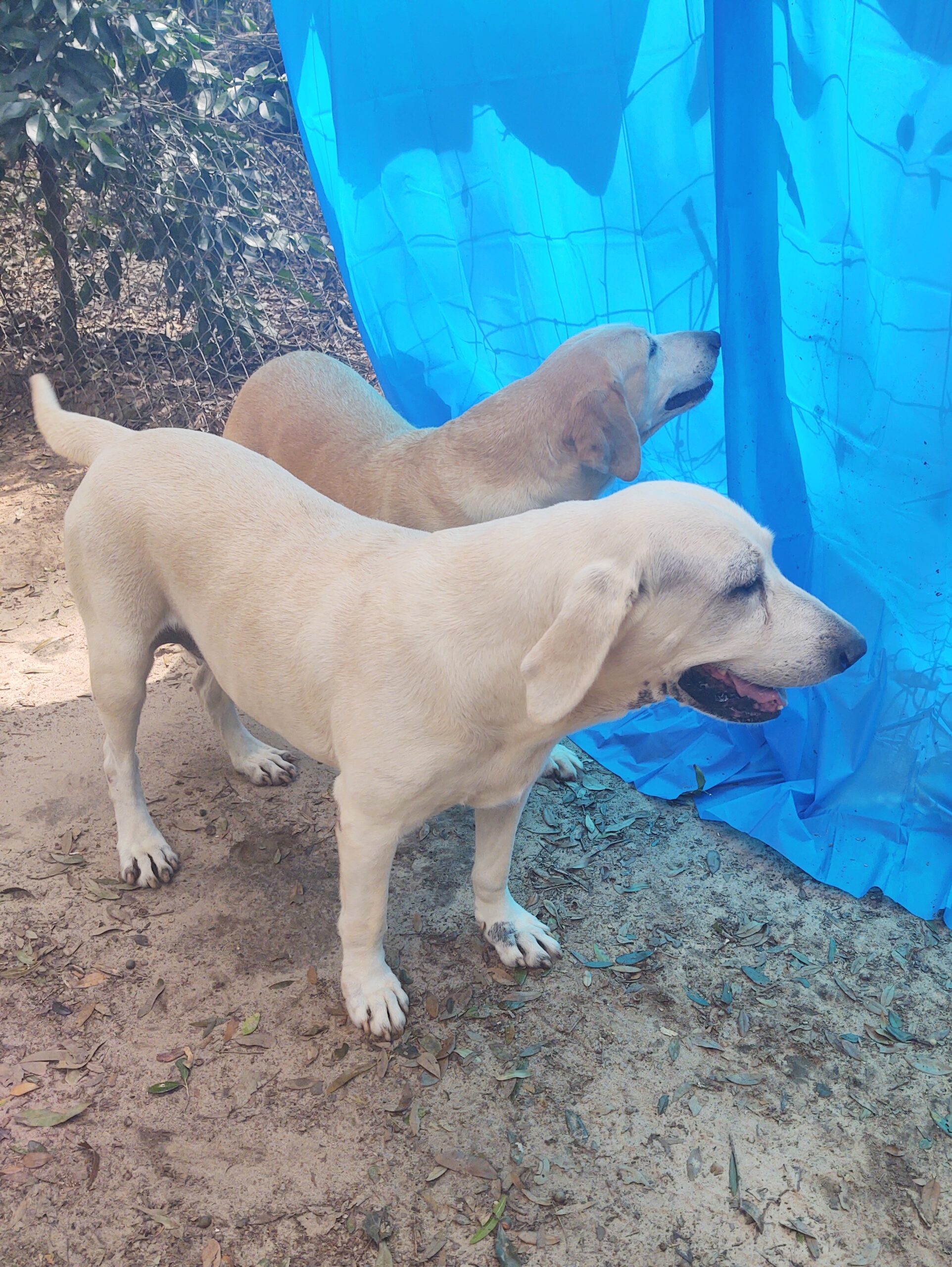 Labrador Retriever female dogs Ocala4Sale Buy & Sell in Ocala, FL