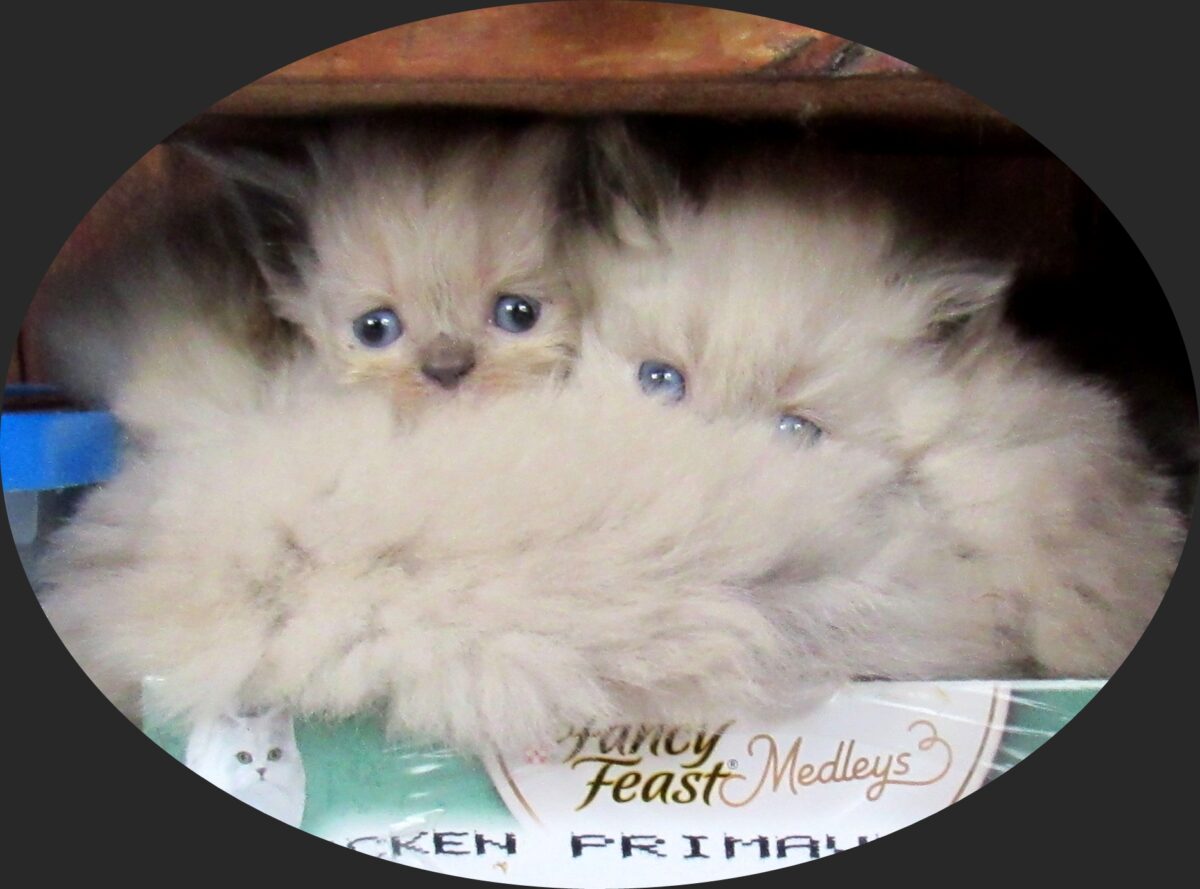Himalayan Kitten Litter Ocala4Sale Buy & Sell in Ocala, FL