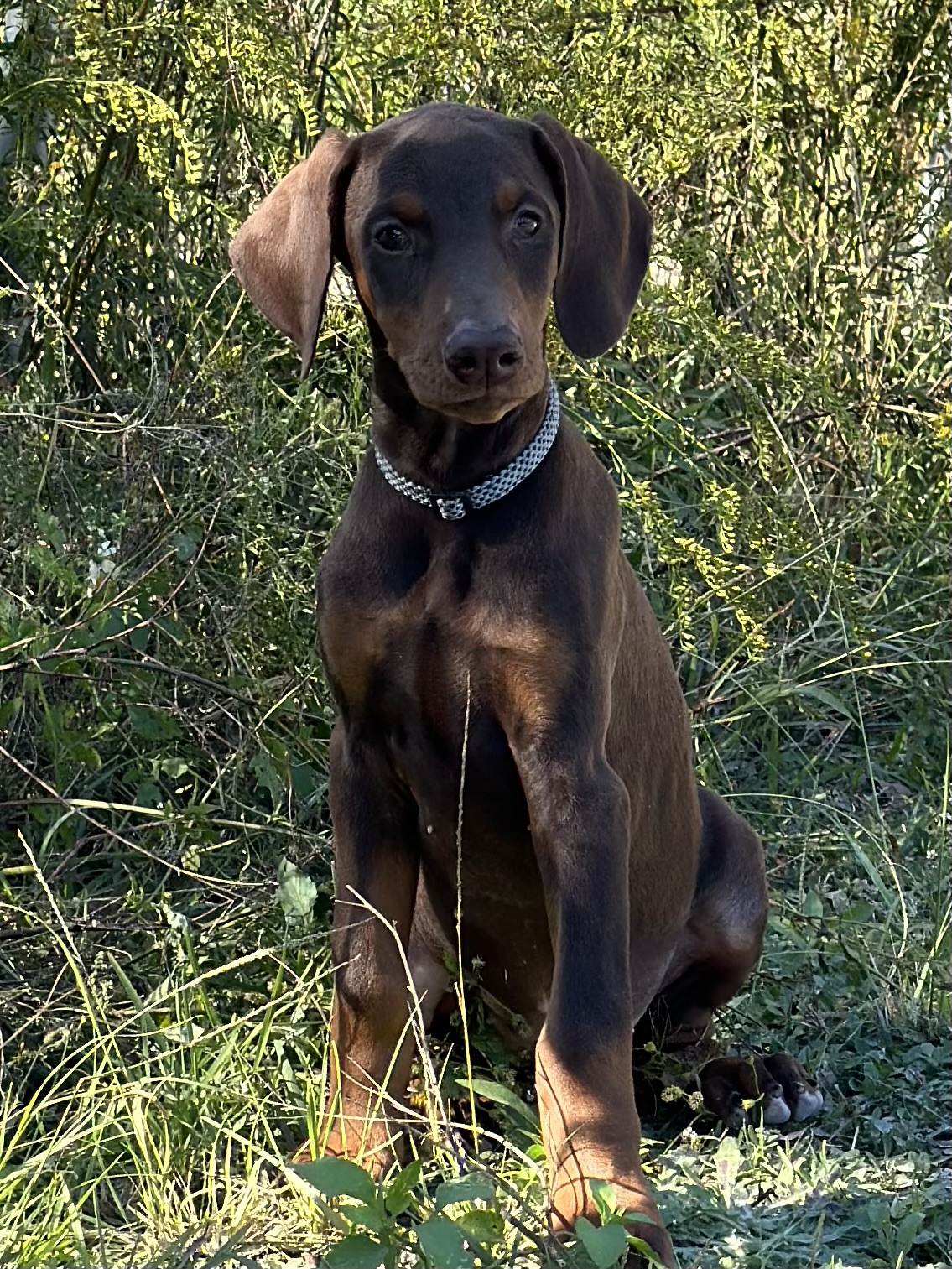 CKC Doberman Puppies Ocala4Sale Buy & Sell in Ocala, FL