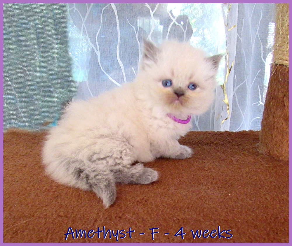 Himalayan Kitten Litter Ocala4Sale Buy & Sell in Ocala, FL