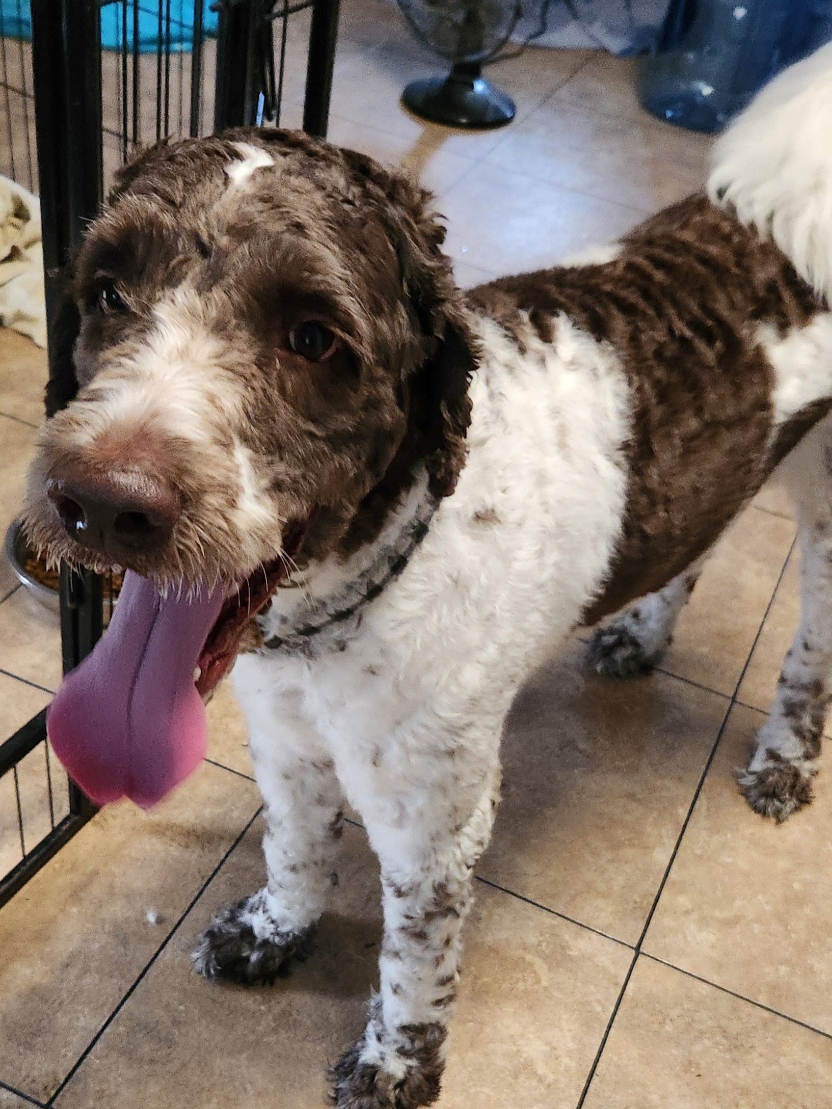 Newfypoo (Newfoundland and Standard Poodle) Ocala4Sale Buy & Sell