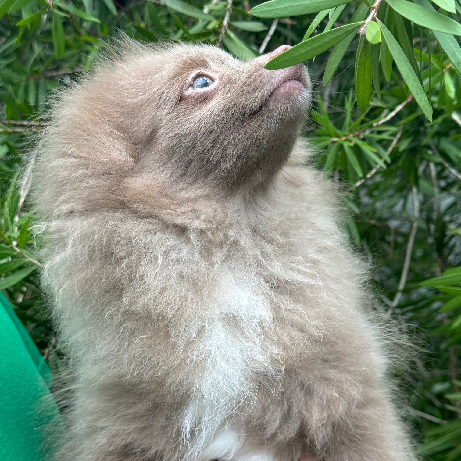 AKC Registered Pomeranian Puppies for Sale Ocala4Sale Buy & Sell in