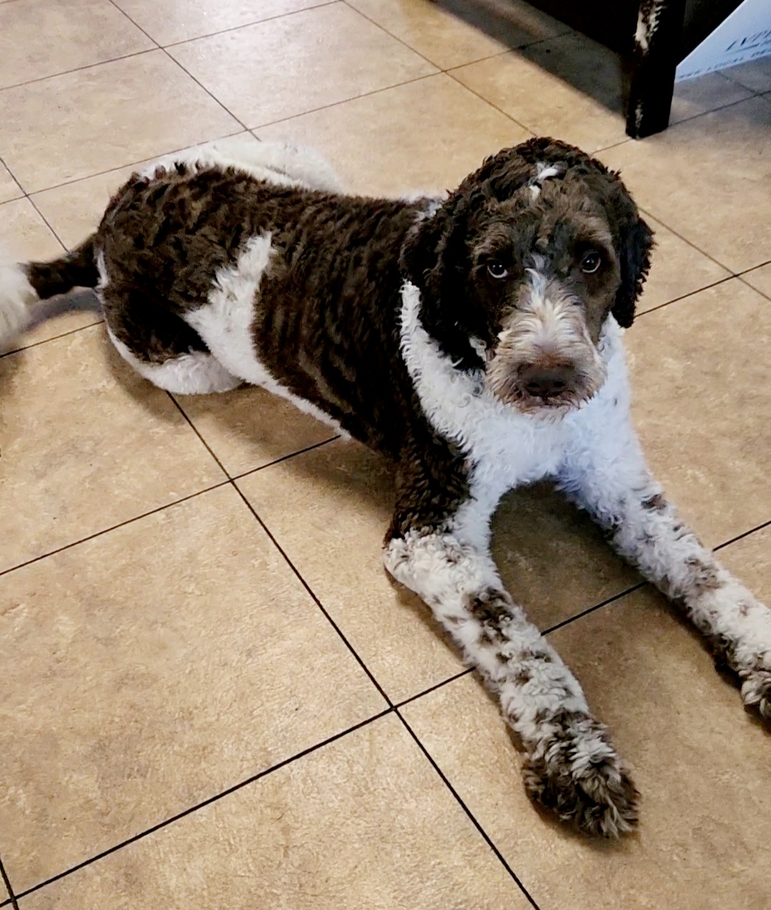 Newfypoo (Newfoundland and Standard Poodle) Ocala4Sale Buy & Sell