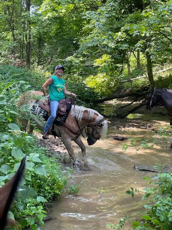 Handsome Haflinger Gelding Rides/Drives Ocala4Sale Buy & Sell in