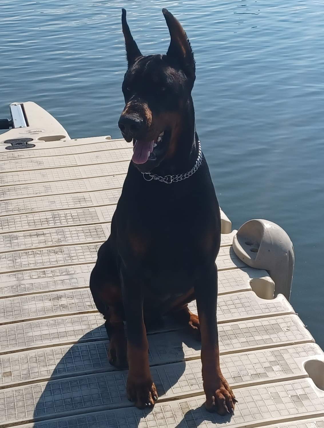 Doberman Puppies Ocala4Sale Buy & Sell in Ocala, FL