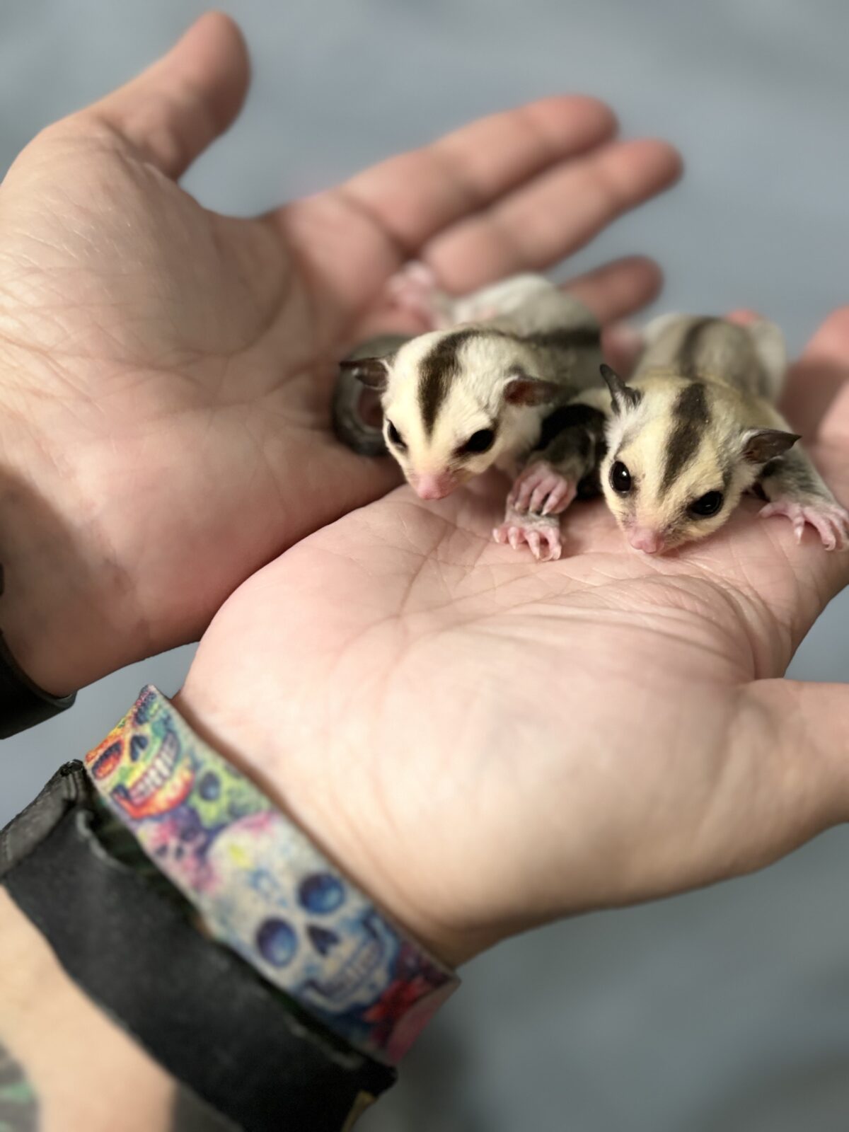 *Baby Sugar Gliders* Ocala4Sale Buy & Sell in Ocala, FL