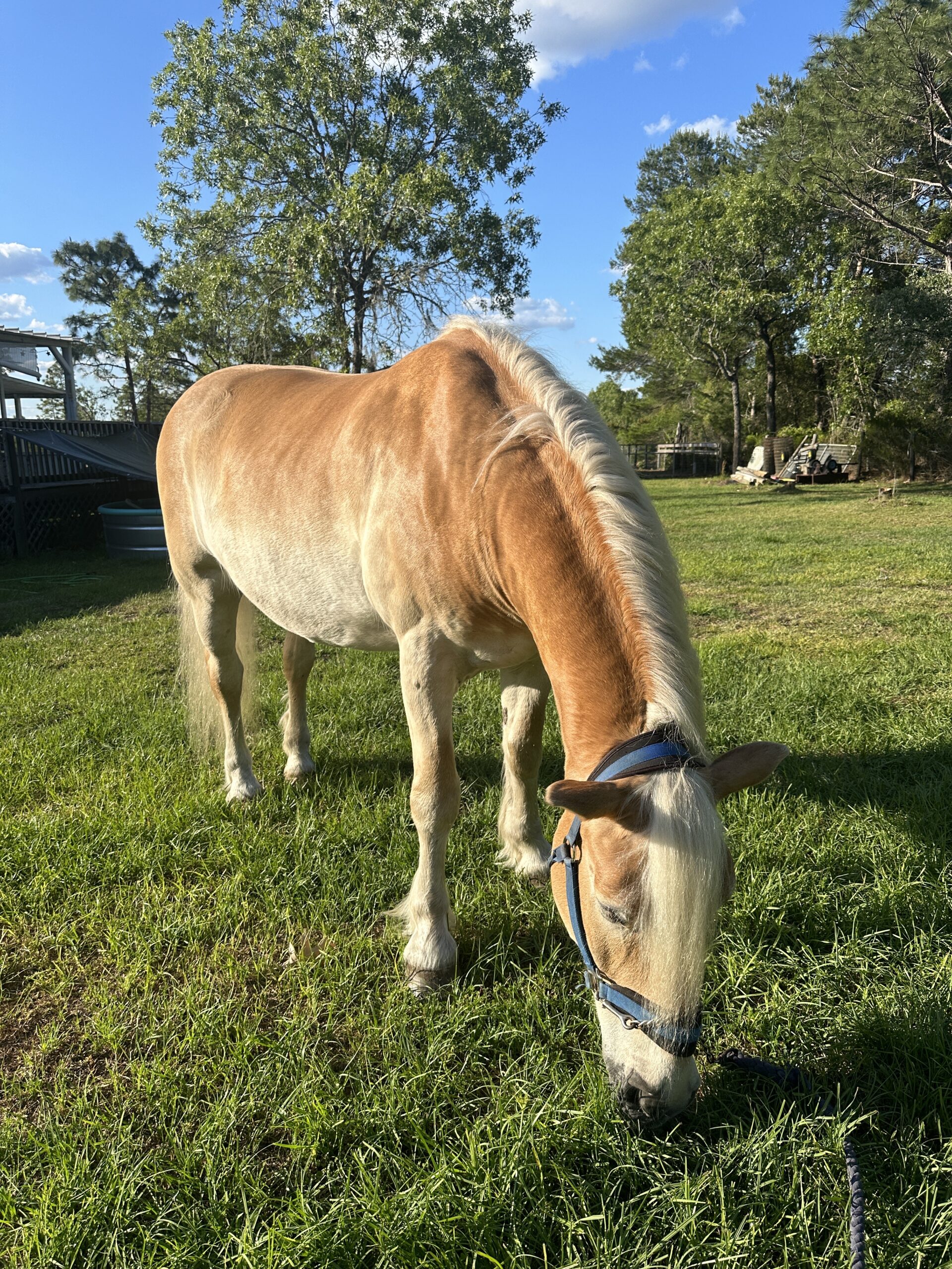 Handsome Haflinger Gelding Rides/Drives Ocala4Sale Buy & Sell in