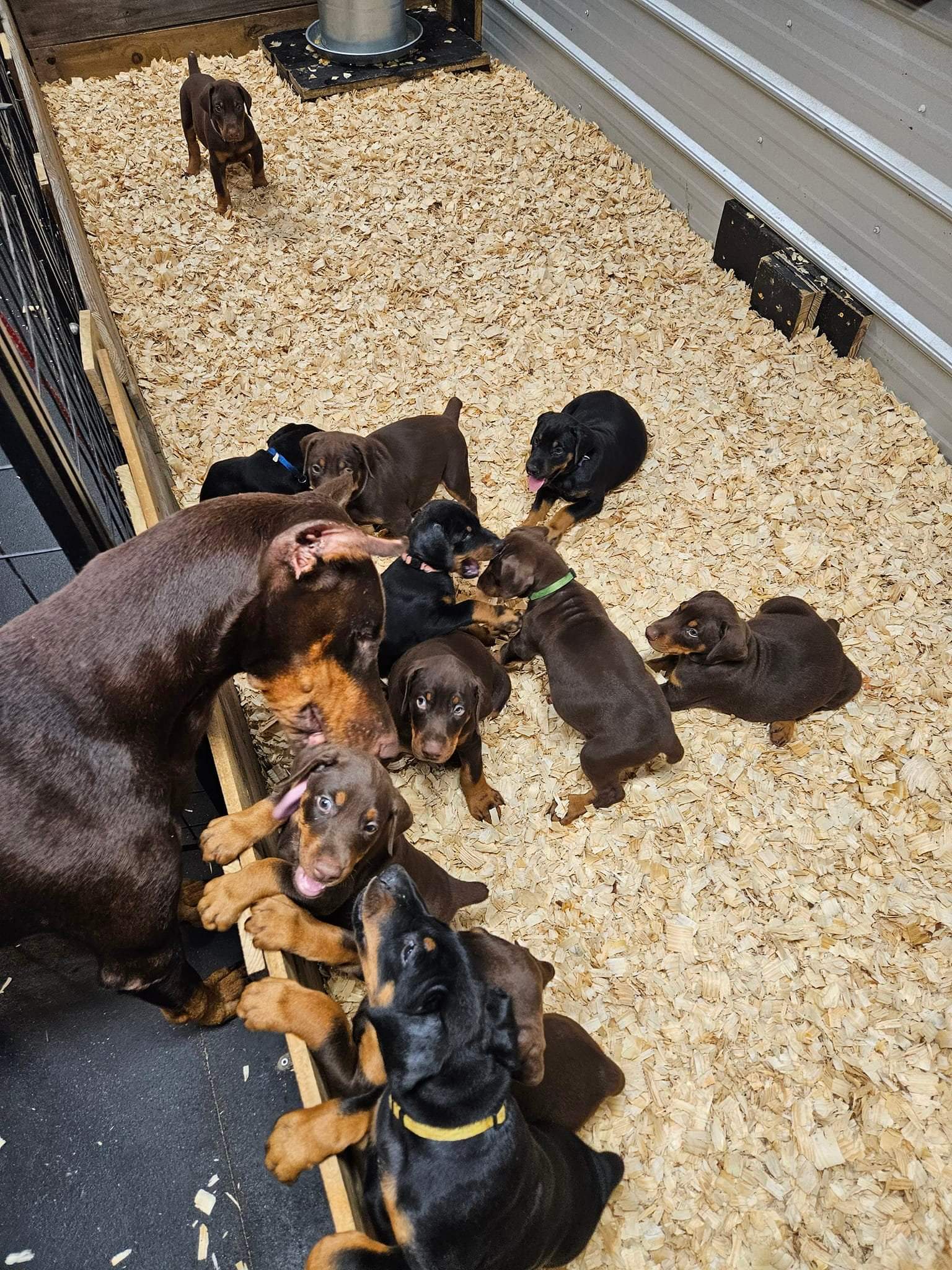 Doberman Puppies Ocala4Sale Buy & Sell in Ocala, FL