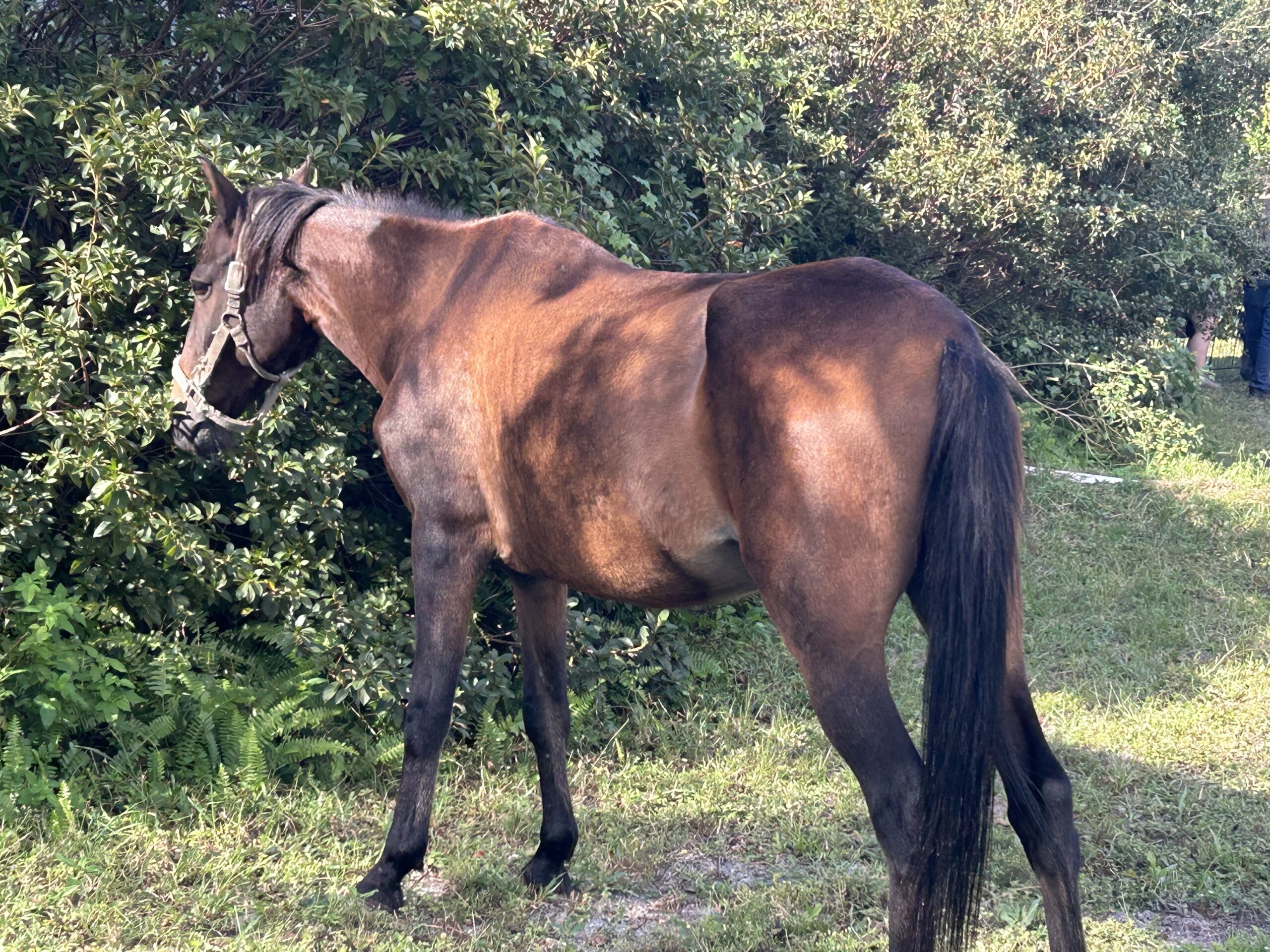 Grade 14 Hd Gelding 13 yr old, recovering from neglect, sound