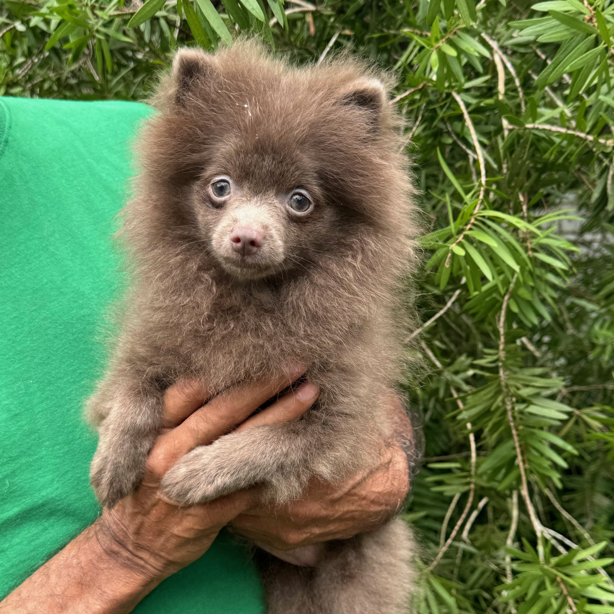 AKC Registered Pomeranian Puppies for Sale Ocala4Sale Buy & Sell in