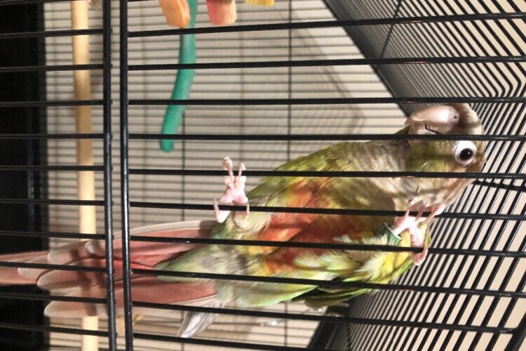 Green Cheek Conure Bird (Small Parrot Family) Ocala4Sale Buy & Sell