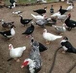 musvoy ducks 2