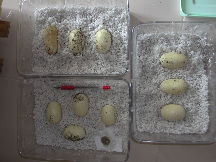 Drymarchon eggs