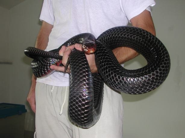 Drymarchon adults4