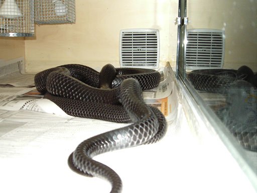Drymarchon adults1