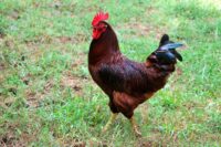 Rhode Island red rooster