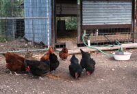 smallscale chicken farmer