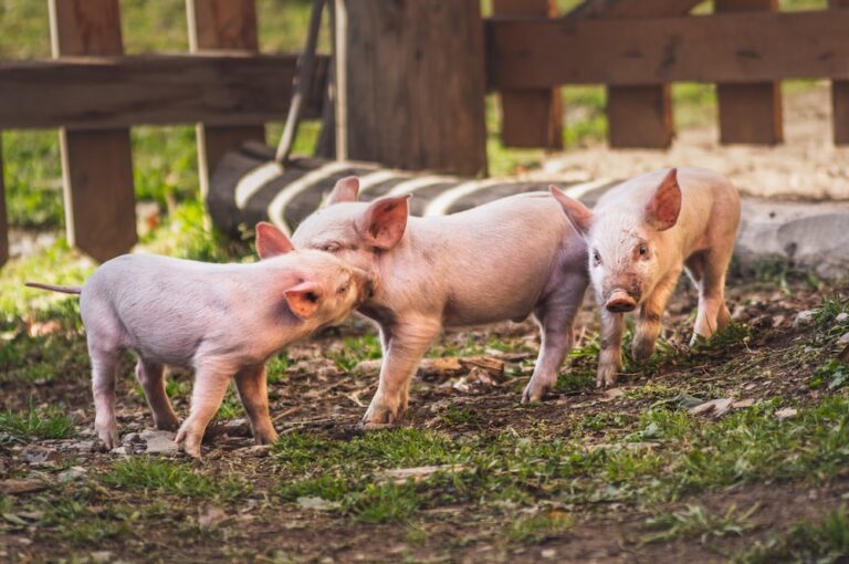 pig 5