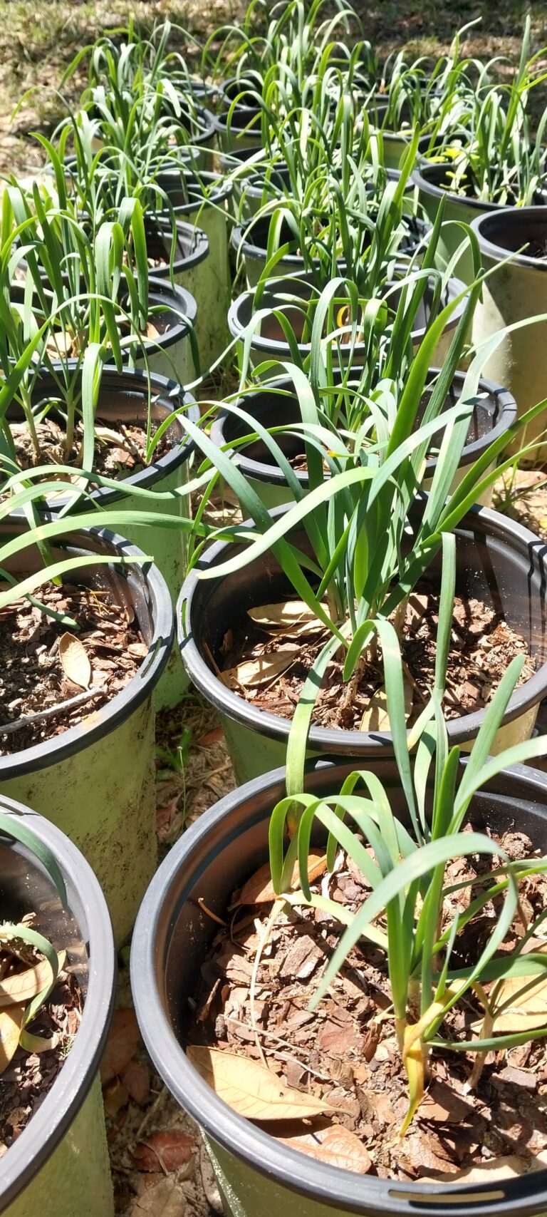 Garlic chives