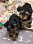 Tillie - 2 pups