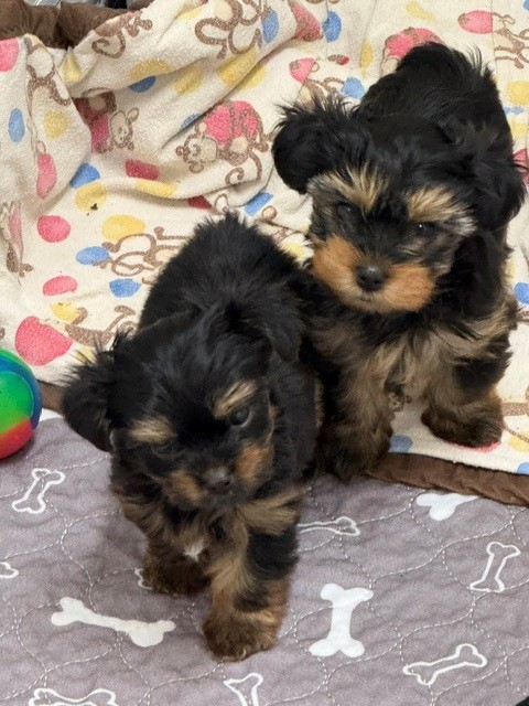 Tillie - 2 pups