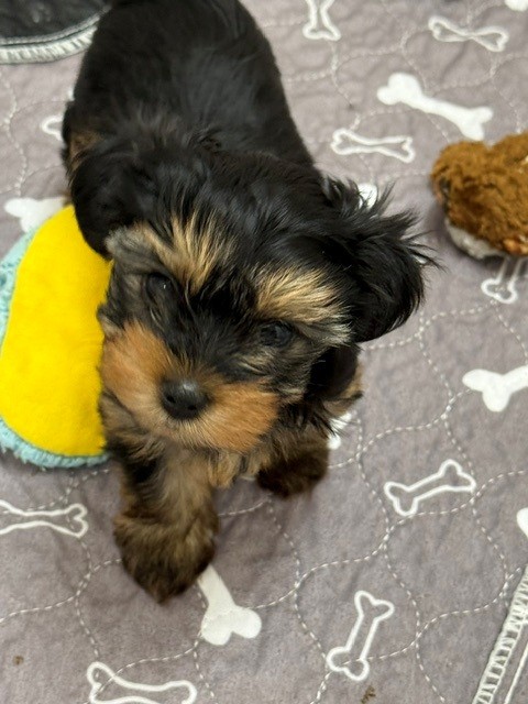 Tillie - Adorable Pup