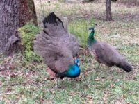Young male & female for sale IMG_4517a