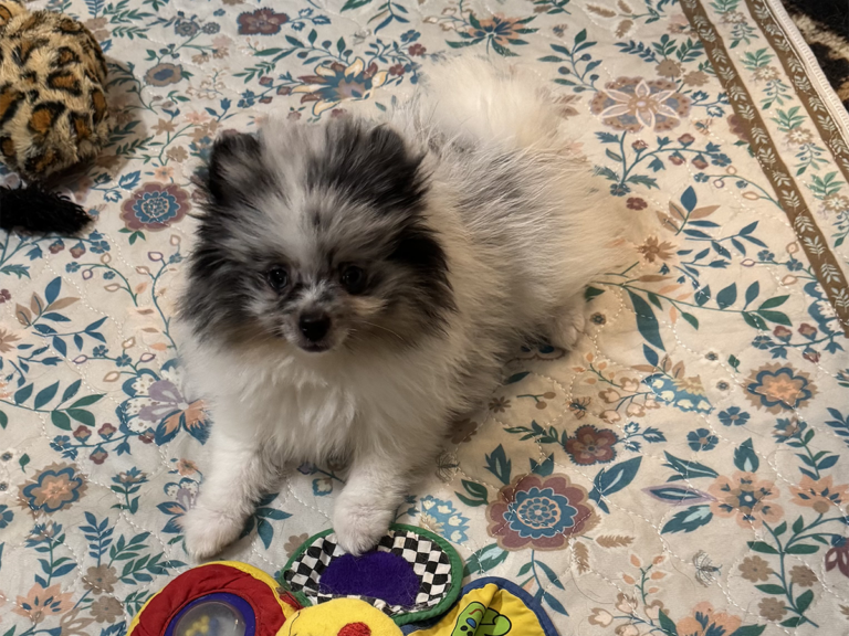 pomerian_puppies_image_2