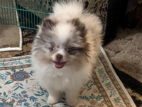 pomerian_puppies_image_1