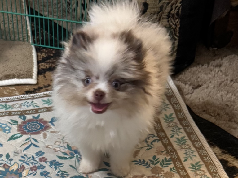 pomerian_puppies_image_1