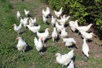 bresse-chicken-pullets-by-Chabe01_CCBYSA4-768x512