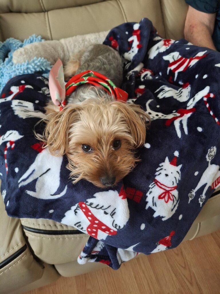 christmas in bed