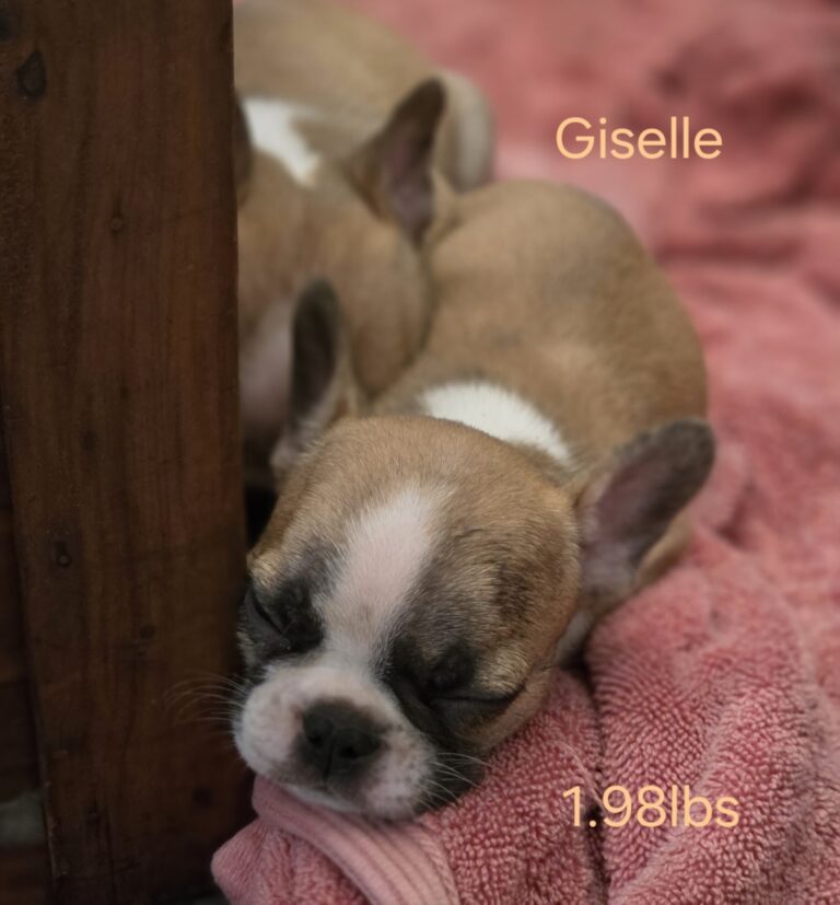 16198
